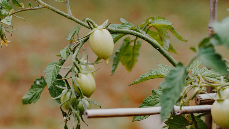 Green produce growing on a vine.