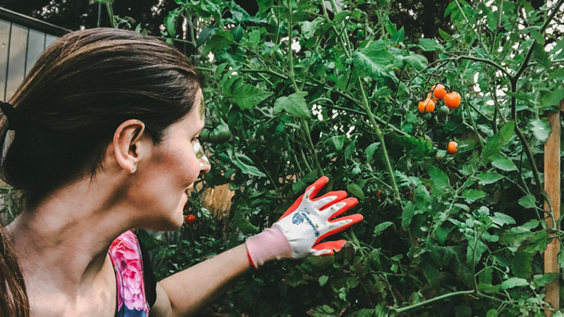 A woman wearing gardening gloves inspects her tomato vines.