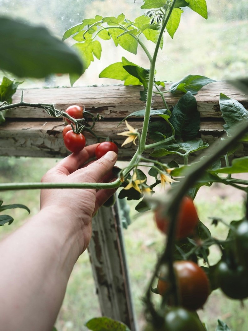 A hand picking ripe tomatoes from a vine.