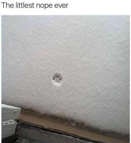 The littlest nope ever