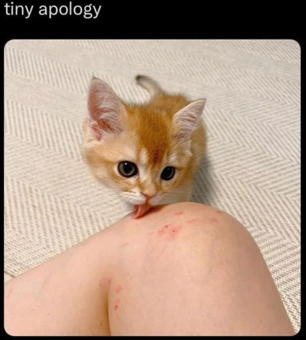 tiny apology