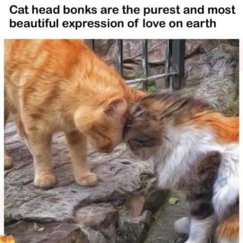 Cat head bonks are the purest and most beautiful expression of love on earth