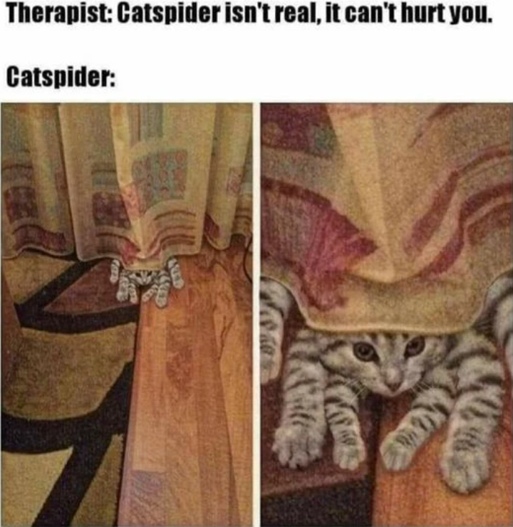 Therapist: Catspider isn't real, it can't hurt you. Catspider: 6833
