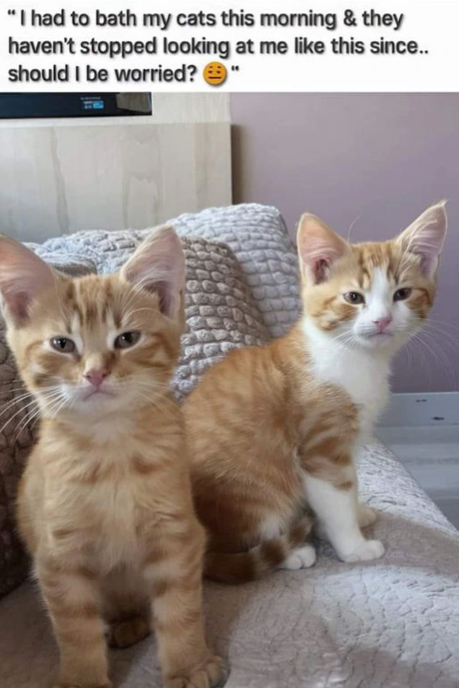 "I had to bath my cats this morning & they haven't stopped looking at me like this since.. should I be worried?"