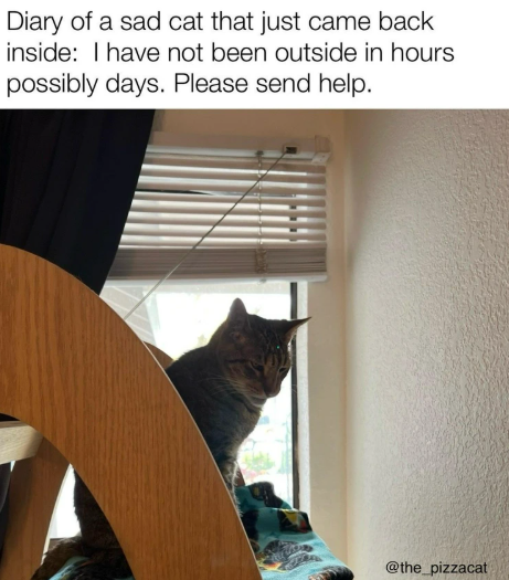 Diary of a sad cat that just came back inside: I have not been outside in hours possibly days. Please send help. @the_pizzacat