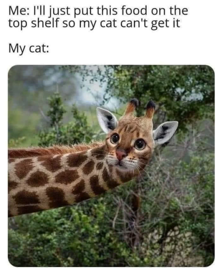 Me: I'll just put this food on the top shelf so my cat can't get it My cat: