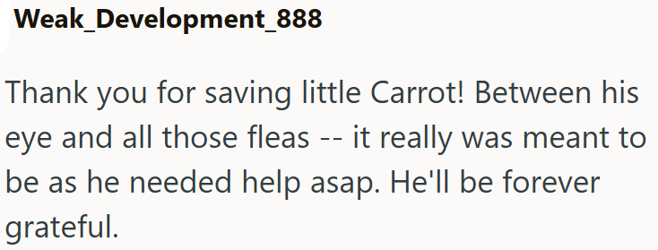 Weak_Development_888 Thank you for saving little Carrot! Between his eye and all those fleas -- it really was meant to be as he needed help asap. He'll be forever grateful.