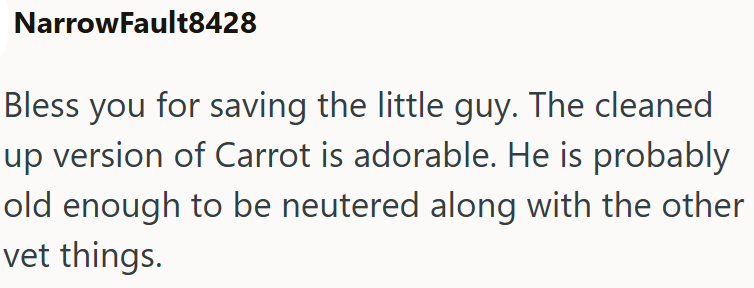 NarrowFault8428 Bless you for saving the little guy. The cleaned up version of Carrot is adorable. He is probably old enough to be neutered along with the other vet things.