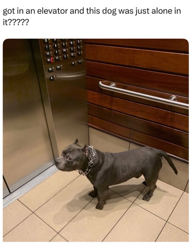 got in an elevator and this dog was just alone in it?????