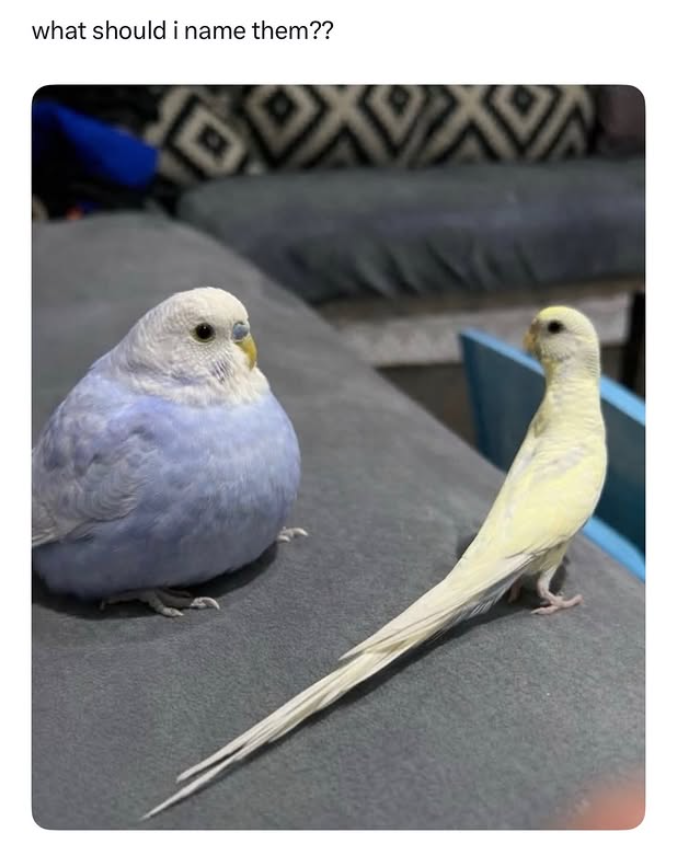 what should i name them??
