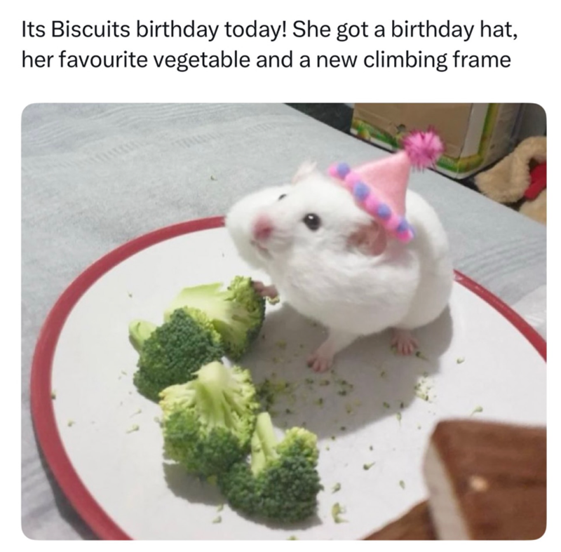 Its Biscuits birthday today! She got a birthday hat, her favourite vegetable and a new climbing frame