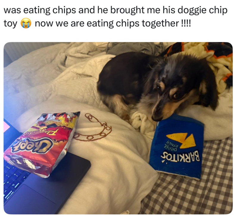 was eating chips and he brought me his doggie chip toy now we are eating chips together!!!!! HONEY 78080
