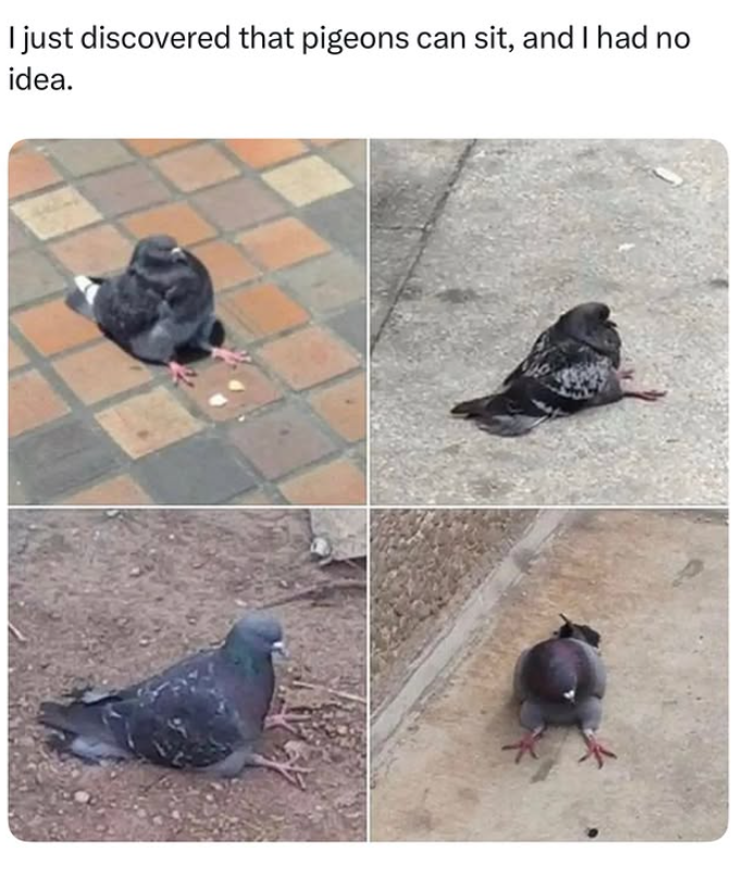 I just discovered that pigeons can sit, and I had no idea.