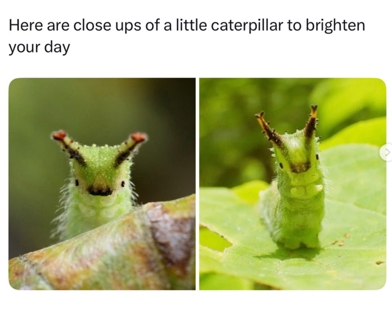 Here are close ups of a little caterpillar to brighten your day