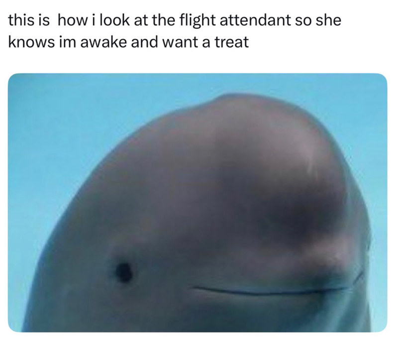this is how i look at the flight attendant so she knows im awake and want a treat