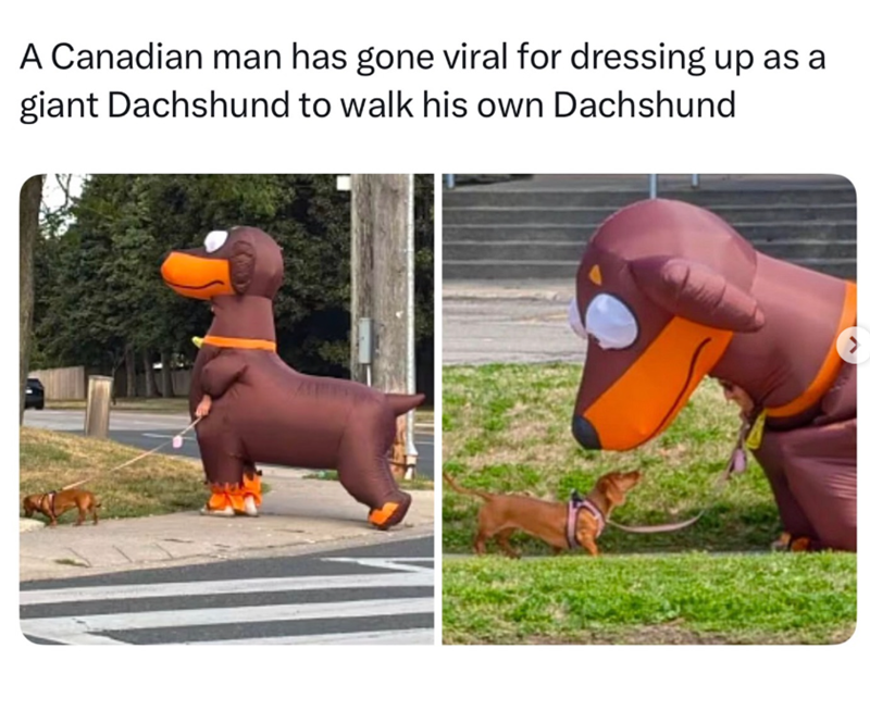 A Canadian man has gone viral for dressing up as a giant Dachshund to walk his own Dachshund