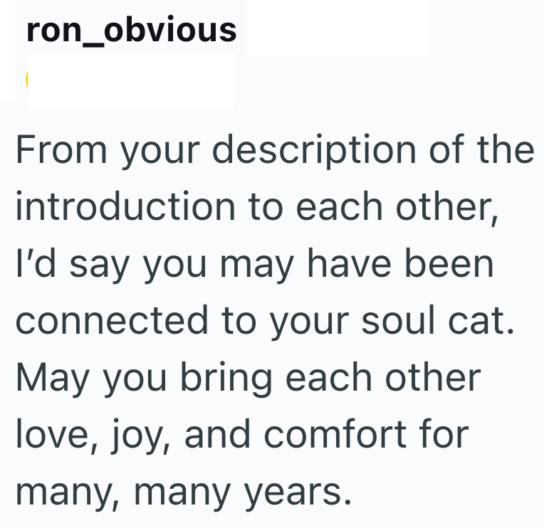 ron_obvious From your description of the introduction to each other, I'd say you may have been connected to your soul cat. May you bring each other love, joy, and comfort for many, many years.