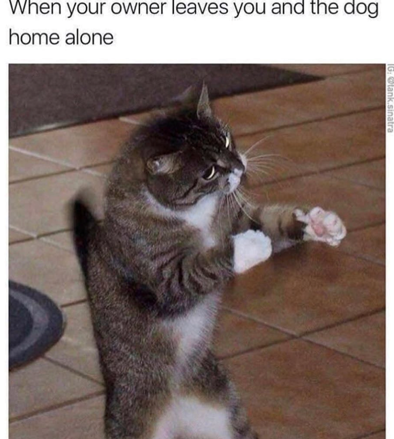 When your owner leaves you and the dog home alone @tank.sinatra