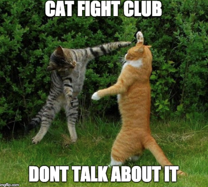 CAT FIGHT CLUB DONT TALK ABOUT IT imgflip.com
