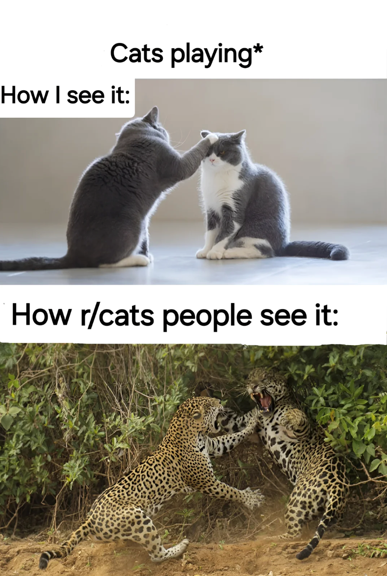 Cats playing* How I see it: How r/cats people see it: