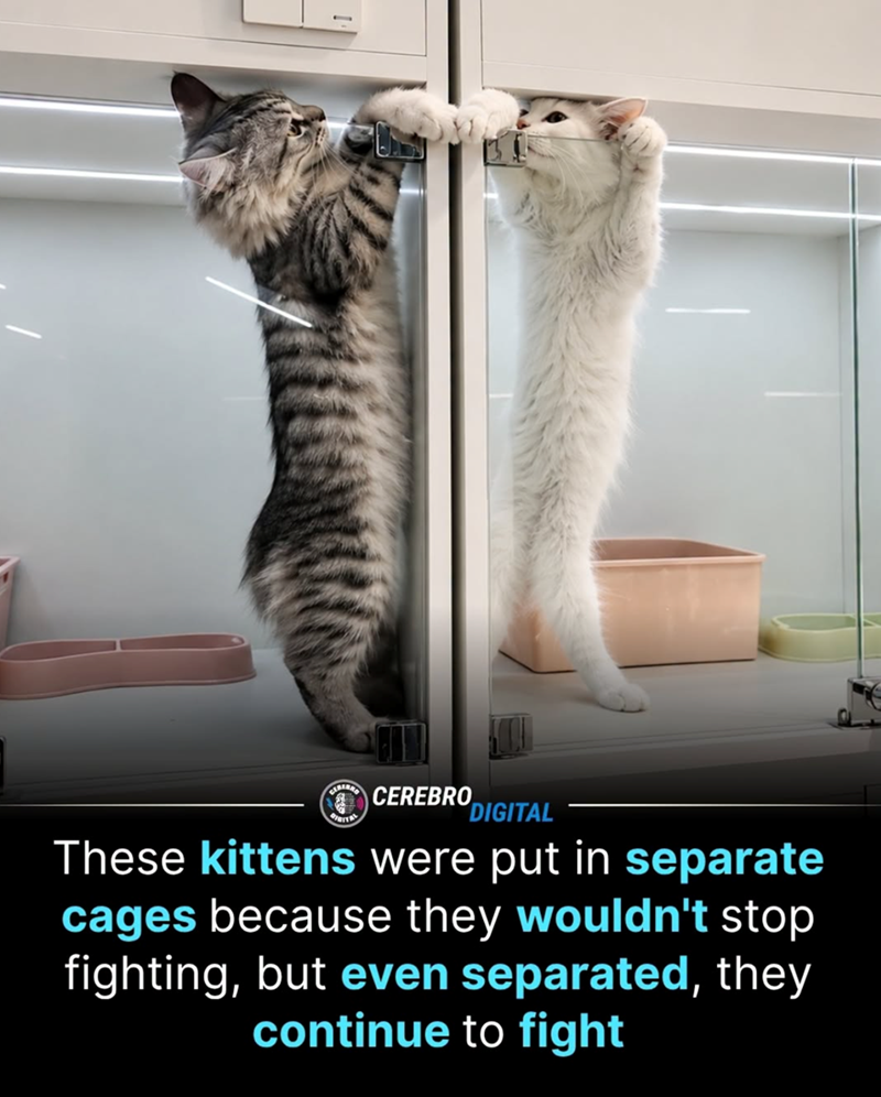 CEREBRO DIGITAL These kittens were put in separate cages because they wouldn't stop fighting, but even separated, they continue to fight