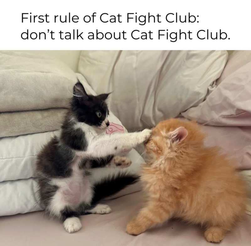 First rule of Cat Fight Club: don't talk about Cat Fight Club.