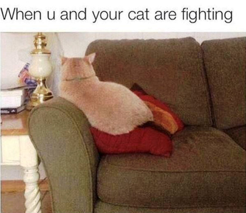 When u and your cat are fighting