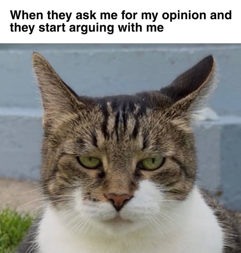 When they ask me for my opinion and they start arguing with me