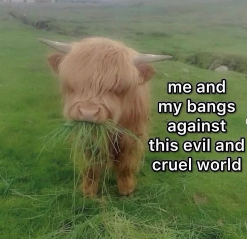 me and my bangs against this evil and cruel world