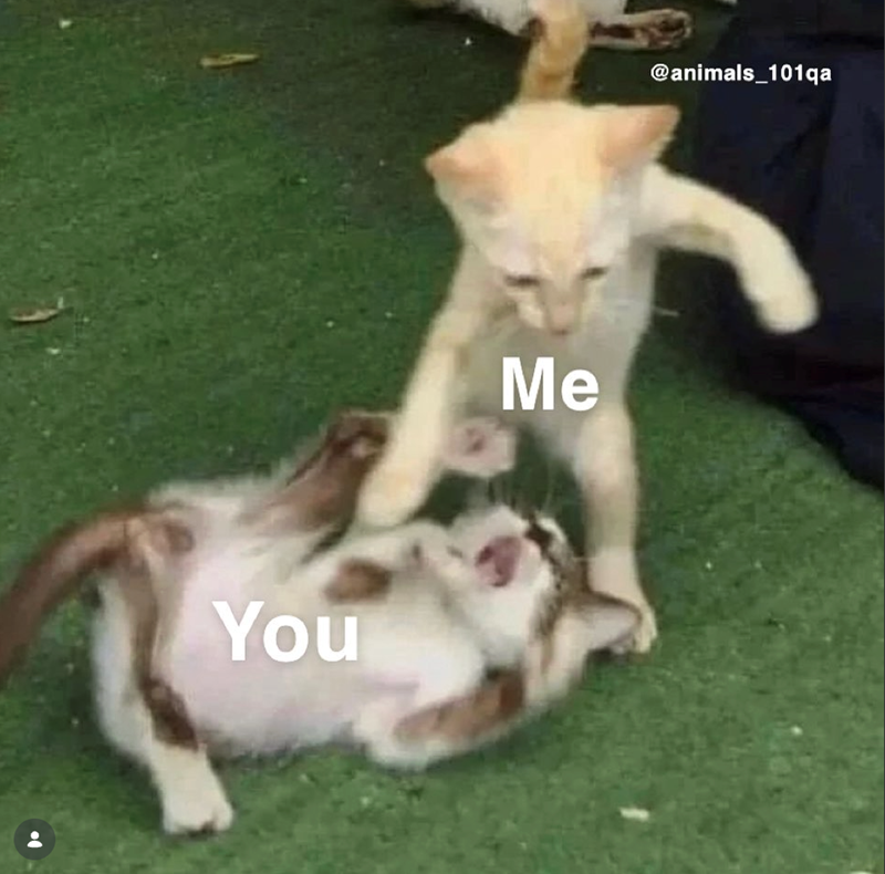You Me @animals_101qa