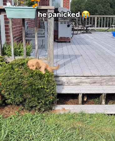 he panicked