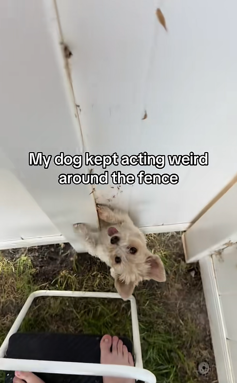 My dog kept acting weird around the fence