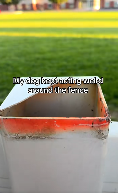 My dog kept acting weird around the fence