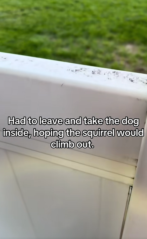 Had to leave and take the dog inside, hoping the squirrel would climb out.