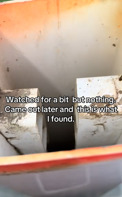 Watched for a bit but nothing. Came out later and this is what I found.