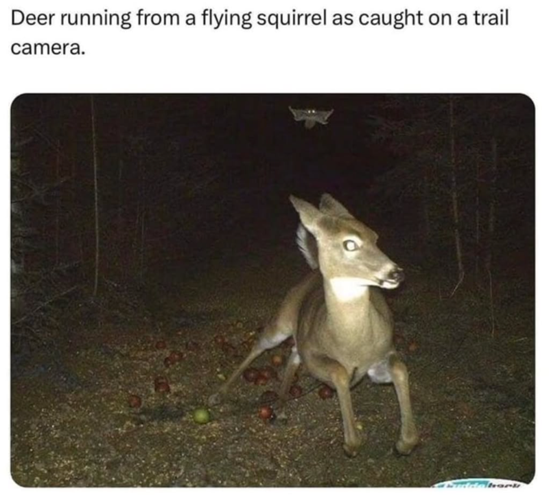 Deer running from a flying squirrel as caught on a trail camera. dde barku