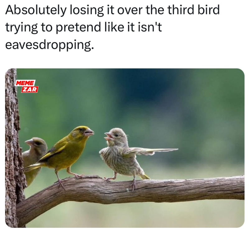 Absolutely losing it over the third bird trying to pretend like it isn't eavesdropping. MEME ZAR