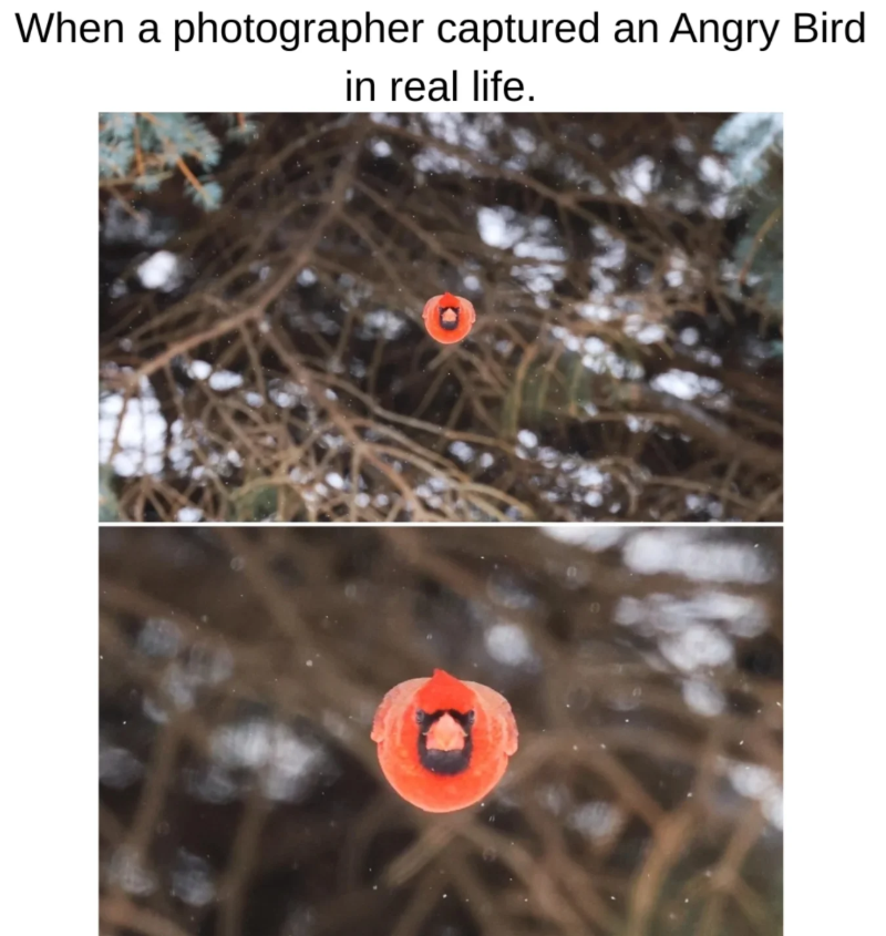 When a photographer captured an Angry Bird in real life.