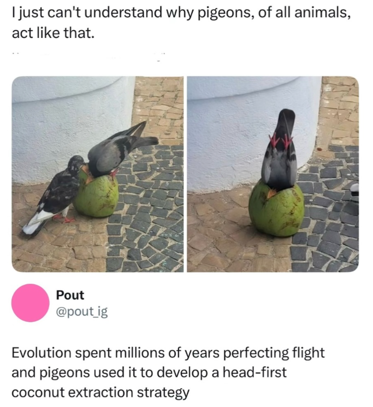 I just can't understand why pigeons, of all animals, act like that. Pout @pout_ig Evolution spent millions of years perfecting flight and pigeons used it to develop a head-first coconut extraction strategy