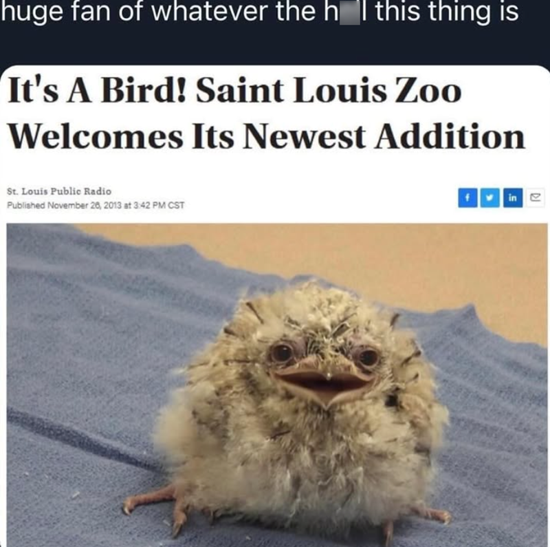 huge fan of whatever the hol this thing is It's A Bird! Saint Louis Zoo Welcomes Its Newest Addition St. Louis Public Radio Published November 26, 2013 at 3:42 PM CST f in e