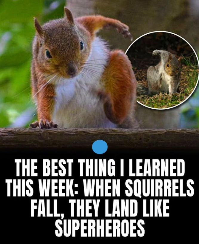 THE BEST THING I LEARNED THIS WEEK: WHEN SQUIRRELS FALL, THEY LAND LIKE SUPERHEROES