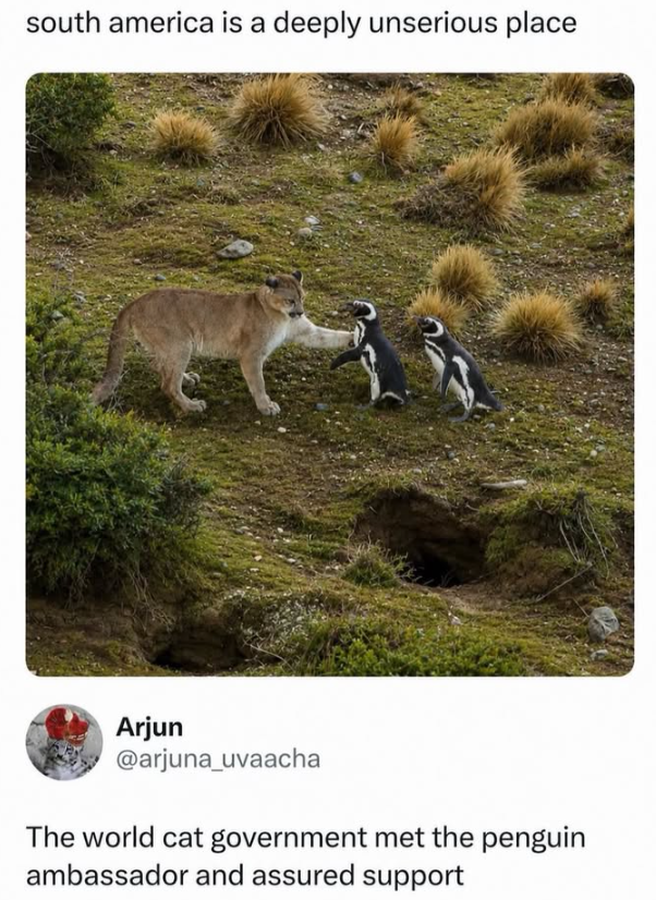 south america is a deeply unserious place Arjun @arjuna_uvaacha The world cat government met the penguin ambassador and assured support