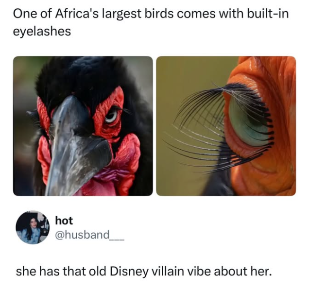 One of Africa's largest birds comes with built-in eyelashes hot @husband_ she has that old Disney villain vibe about her.