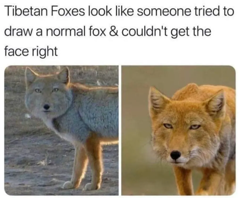 Tibetan Foxes look like someone tried to draw a normal fox & couldn't get the face right