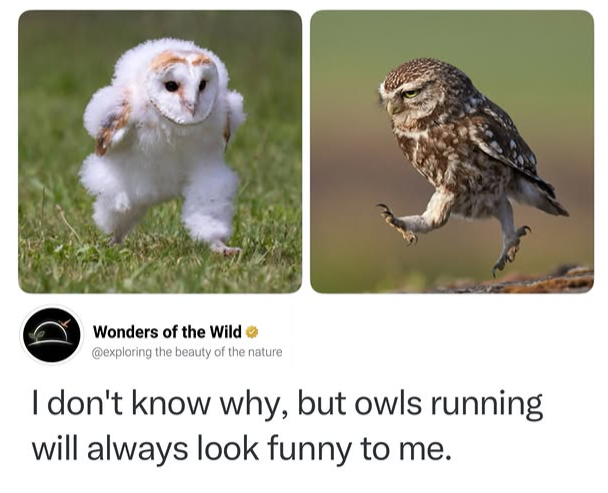 Wonders of the Wild @exploring the beauty of the nature I don't know why, but owls running will always look funny to me.