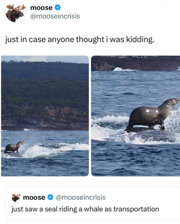 moose @mooseincrisis just in case anyone thought i was kidding. moose @mooseincrisis just saw a seal riding a whale as transportation