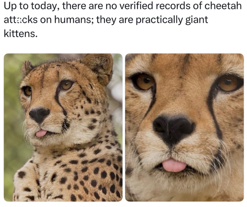 Up to today, there are no verified records of cheetah attacks on humans; they are practically giant kittens.