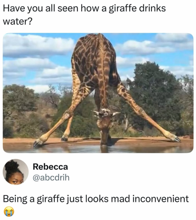 Have you all seen how a giraffe drinks water? Rebecca @abcdrih Being a giraffe just looks mad inconvenient