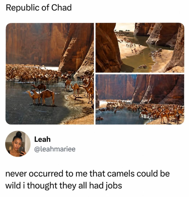 Republic of Chad Leah @leahmariee never occurred to me that camels could be wild i thought they all had jobs