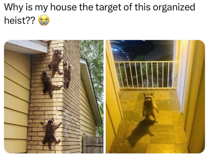 Why is my house the target of this organized heist??